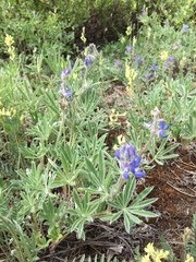 Lupinus kuschei