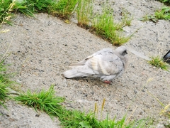 Columba livia domestica