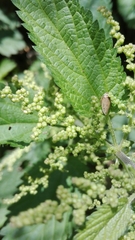 Aphrodes makarovi