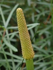 Xanthorrhoea minor minor
