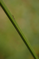 Xanthorrhoea minor minor