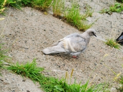 Columba livia domestica