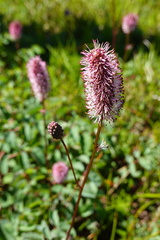 Sanguisorba stipulata