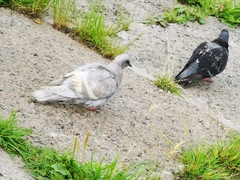 Columba livia domestica