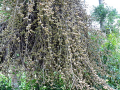 Ficus semicordata