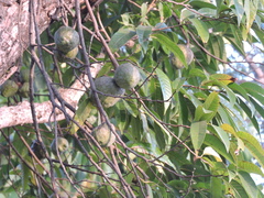 Annona reticulata