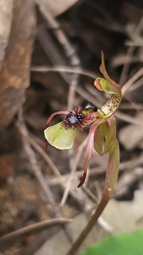 Image of Chiloglottis seminuda by (c) Andrew Orme, some rights reserved (CC BY)