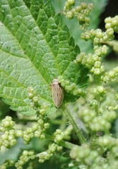 Aphrodes makarovi