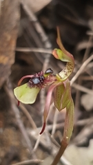 Chiloglottis seminuda