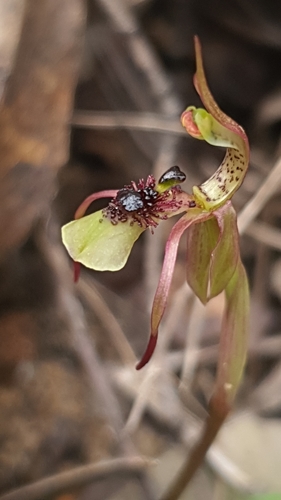 Image of Chiloglottis seminuda by (c) Andrew Orme, some rights reserved (CC BY)
