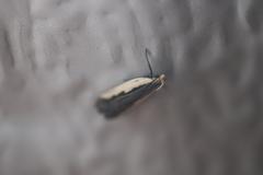 Dichomeris serrativittella