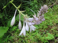 Hosta sieboldiana