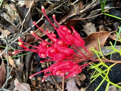 Grevillea wilsonii