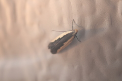 Dichomeris serrativittella