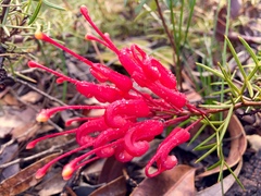 Grevillea wilsonii