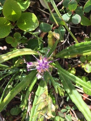 Saussurea angustifolia