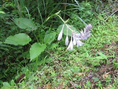 Hosta sieboldiana