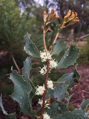 Hakea undulata