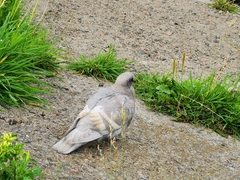 Columba livia domestica