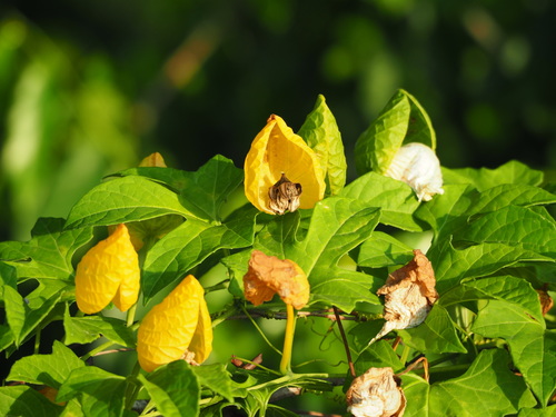 Momordica cochinchinensis