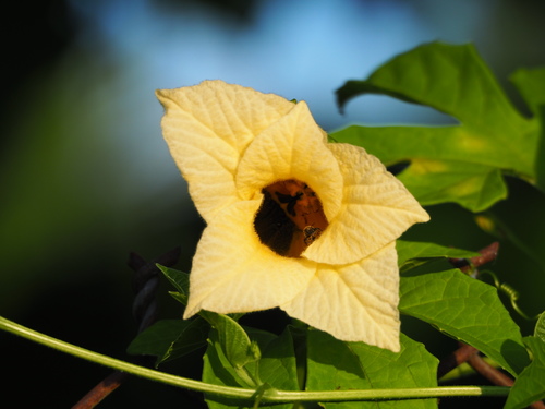 Momordica cochinchinensis