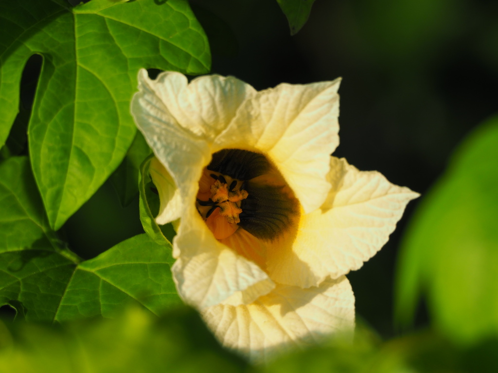Momordica cochinchinensis, 台灣高雄市