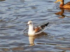 Chroicocephalus ridibundus