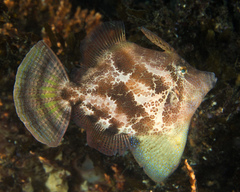 Centreboard Leatherjacket photo 3