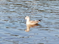 Chroicocephalus ridibundus