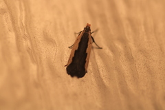 Dichomeris serrativittella