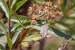 Satyrium sylvinus dryope