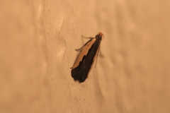Dichomeris serrativittella