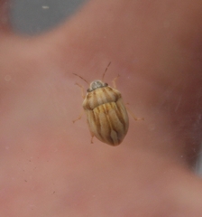 Homaemus parvulus