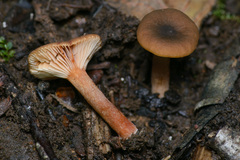 Lactarius occidentalis