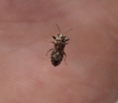 Phlegyas abbreviatus