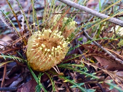 Banksia dallanneyi