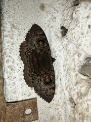Lepidoptera
