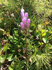 Gentianella propinqua propinqua