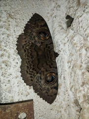 Lepidoptera