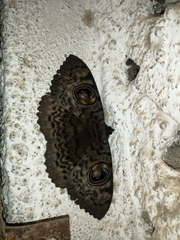 Lepidoptera