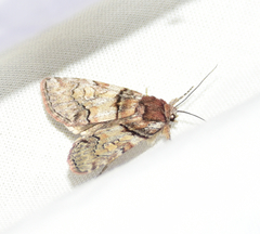 Cosmia praeacuta