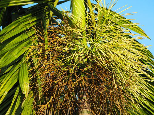 Areca catechu