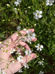 Gypsophila elegans