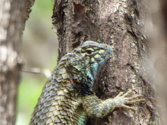 Sceloporus horridus