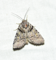Cosmia praeacuta