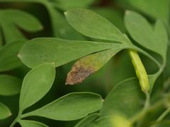 Erysiphe cruciferarum