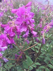 Bombus mckayi
