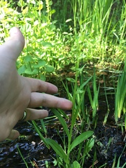 Platanthera sparsiflora