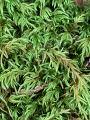 Pseudisothecium cristatum