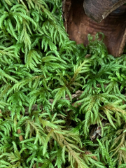 Pseudisothecium cristatum